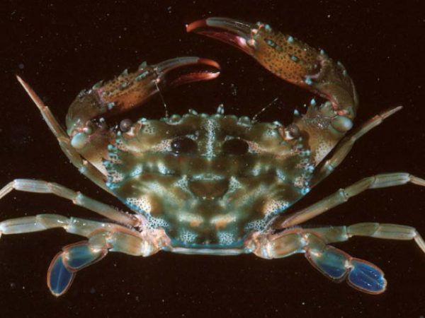 Thalamita prymna Guam 576-19