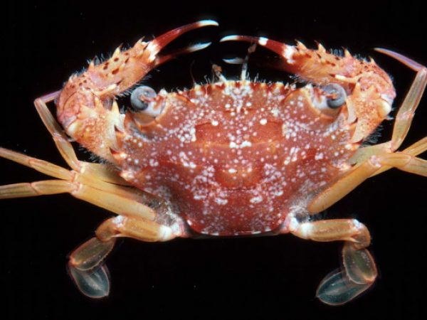 Thalamita pseudopelsarti Guam 382-3