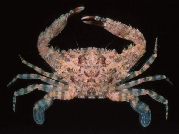 Thalamita quadrilobata Guam 544-13