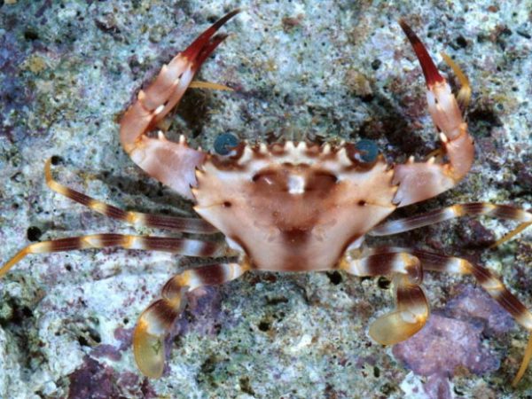 Thalamita spinifera Guam 813-19