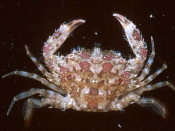 Thalamita spinimera Guam 576-36