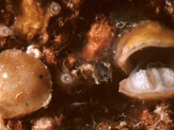 Thecidellina blochmanni Guam 572-34_1