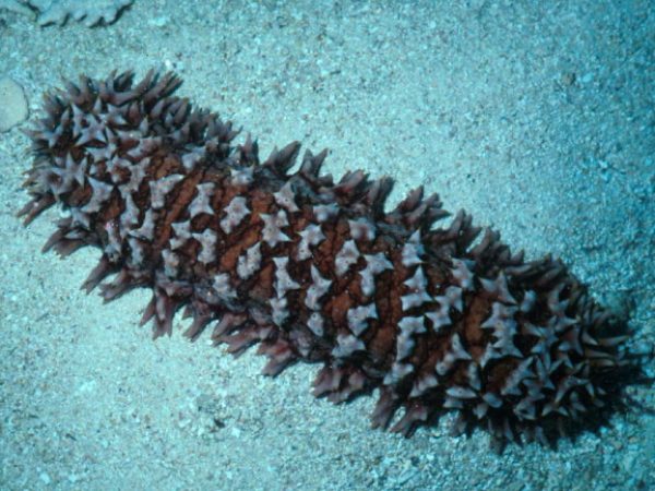 Thelenota ananas Guam 378-20