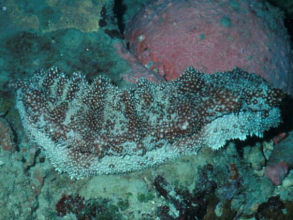 Thelenota anax Guam 380-9