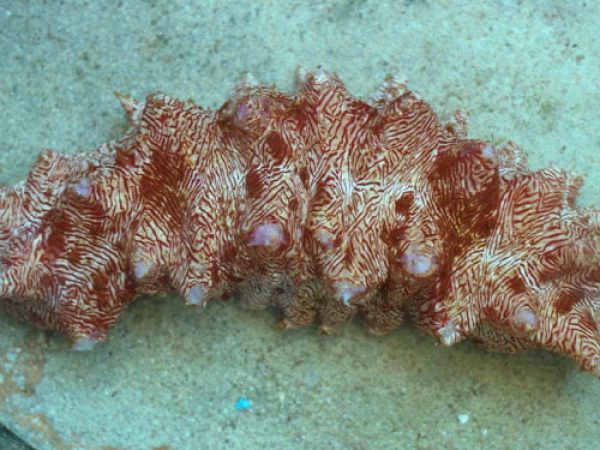 Thelenota rubralineata Guam 229-6