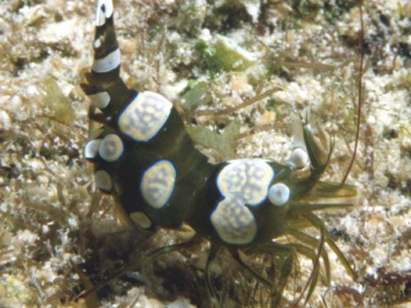 Thor amboinensis Guam 1m RFM-186a