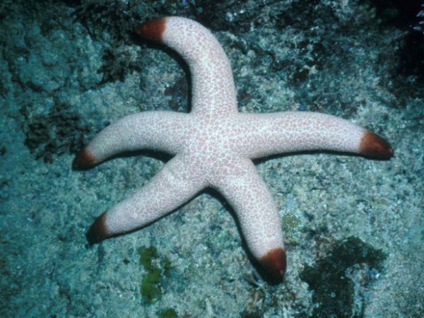 Thromidia catalai Guam 337-8