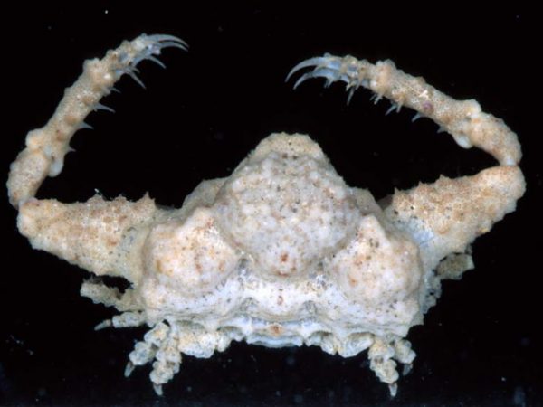 Thyrolambrus efflorescens Guam 836-8