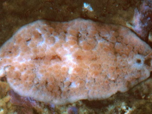 Thysanozoon sp. 1 (n. sp.) Guam 592-32