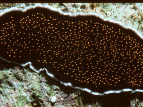 Thysanozoon sp. 2 (n. sp.) Guam 365-20