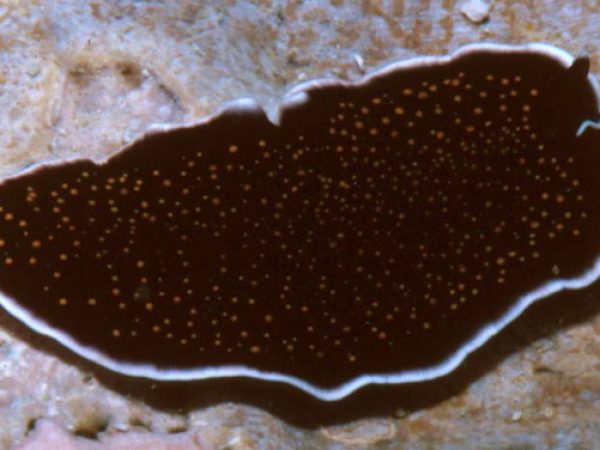 macalah platyhelminthes invertebrate zoologice tratamentul condilomului plat pe colul uterin recenzii