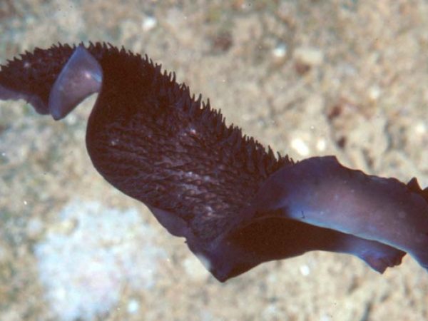 Thysanozoon sp. 4 Guam 382-36