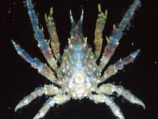 Tiarinia cornigera Guam 837-22