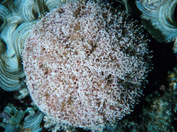 Toxopneustes pileolus Guam 325-31