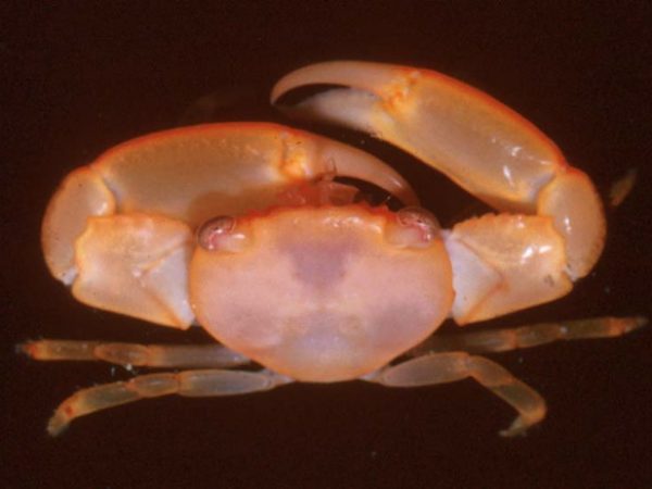 Trapezia ferruginea~ Guam 656-20