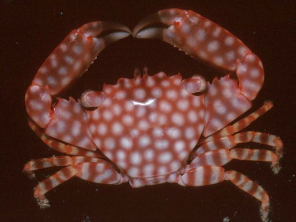 Trapezia flavopunctata Guam 656-2