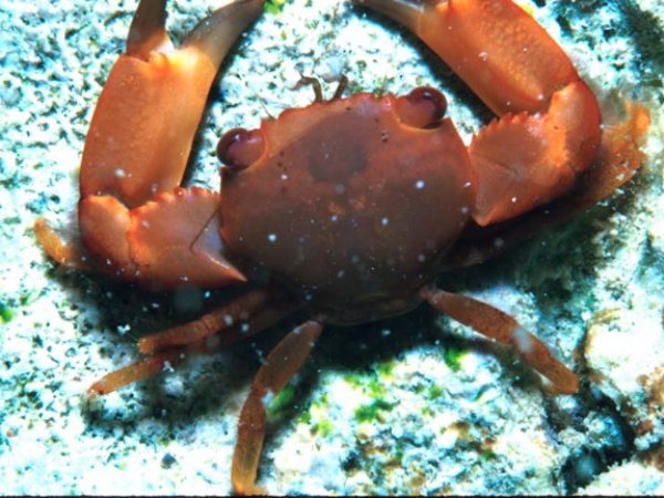 Trapezia lutea Guam 290-15