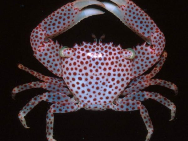 Trapezia rufopunctata Guam 644-31