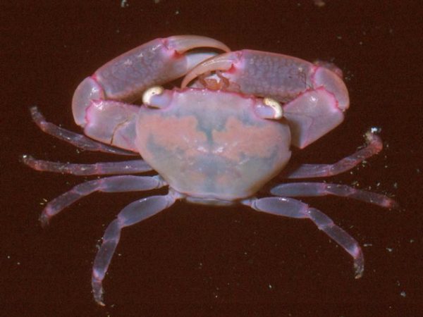 Trapezia serenei Guam 656-26