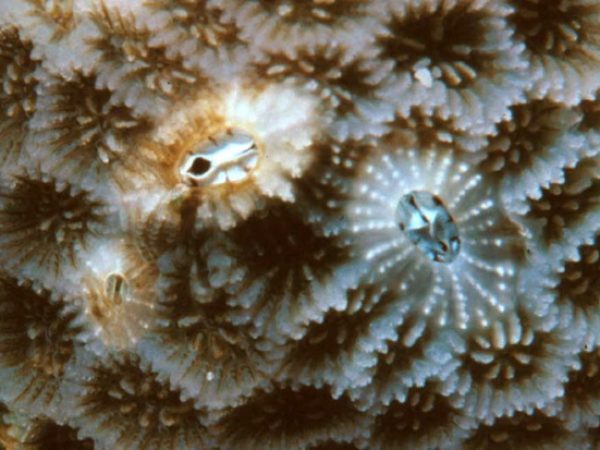 Trevathana dentatum Guam 263-2