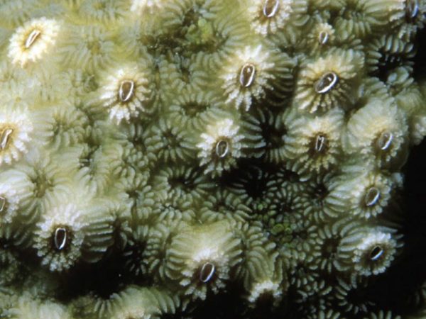 Trevathana orientale Guam 529-20