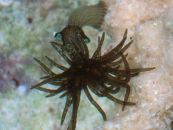 Triactis producta Guam 528-7