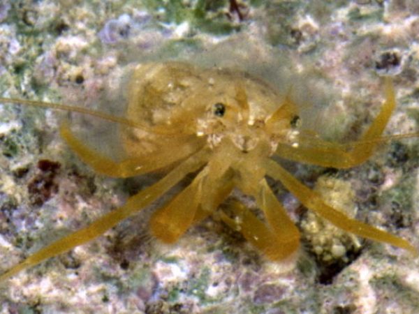 Trichopagurus trichophthalmus Guam 867-5