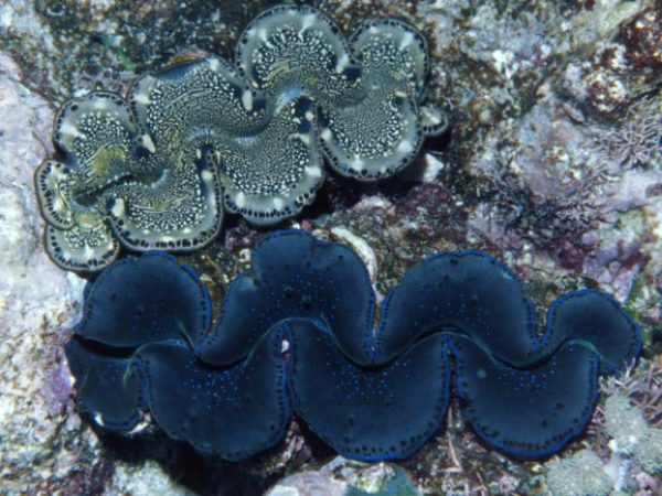 Tridacna maxima Guam 742-12