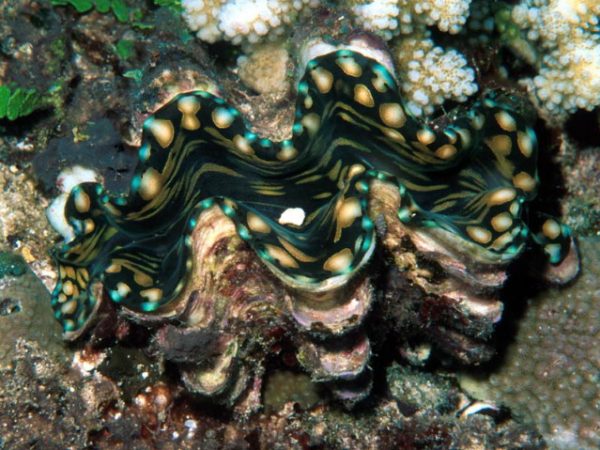 Tridacna squamosa Guam 644-22