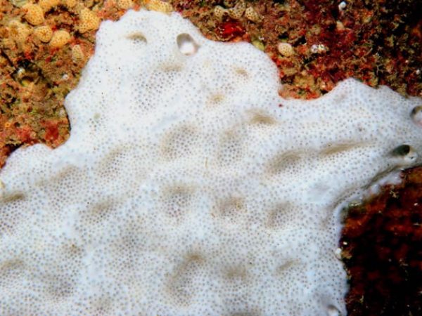 Trididemnum cf. cerebriforme Guam 570-23