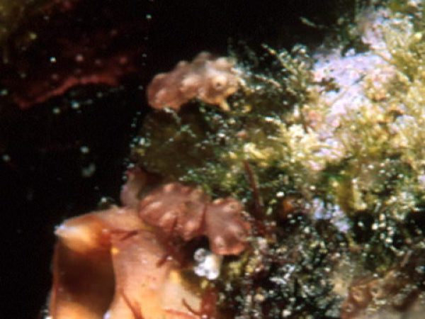 Trididemnum clinides Guam 569-8