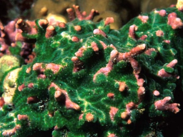 Trididemnum cyclops Guam 542-13