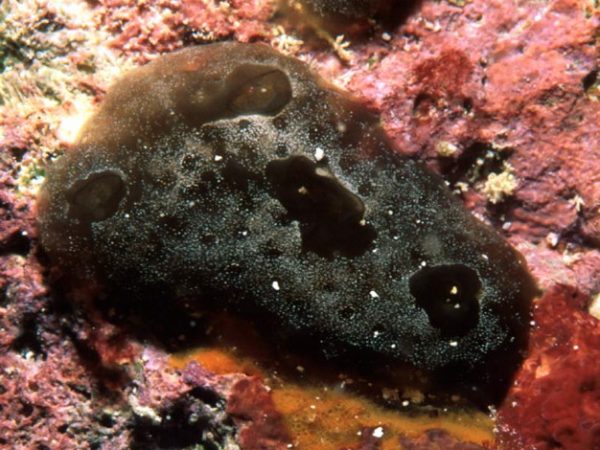 Trididemnum profundum Guam 569-5