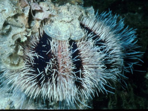 Tripneustes gratilla Guam 384-22