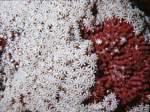 Tubipora sp. 1 Guam 362-8