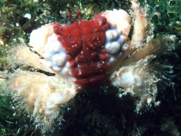 Tweediea laysani Guam 466-21