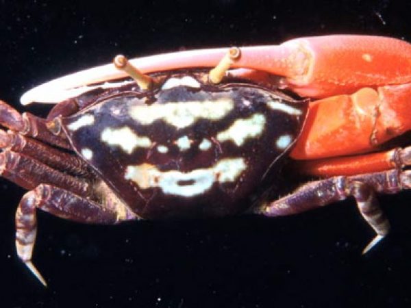 Uca crassipes Guam 408-31