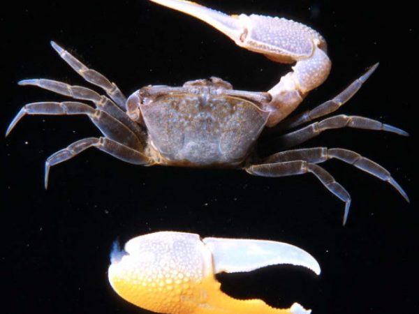 Uca vocans Guam 412-34