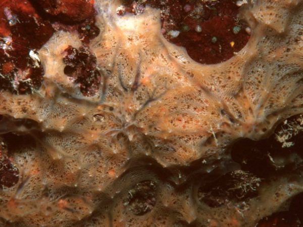 Ulosa spongia Guam 651-36_1