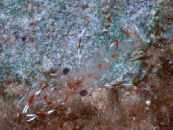 Urocaridella antonbruunii~cyrtorhynchus Guam 413-25