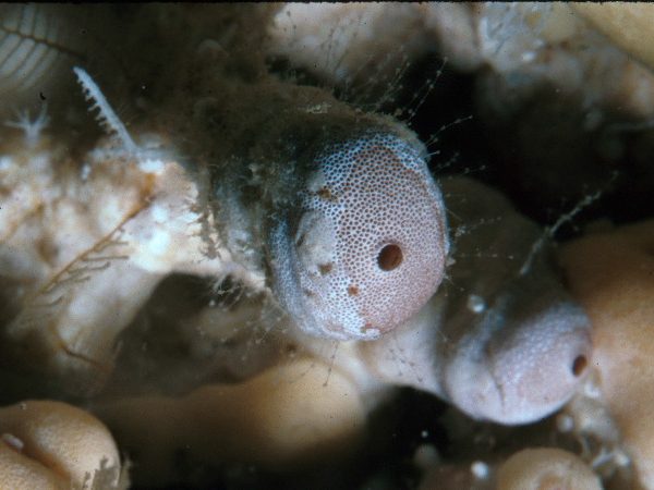 Vaceletia crypta Saipan 417-33_1