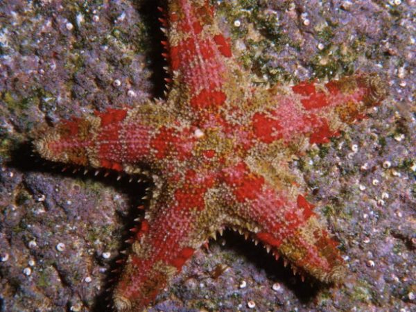 Valvaster striatus Guam 411-5