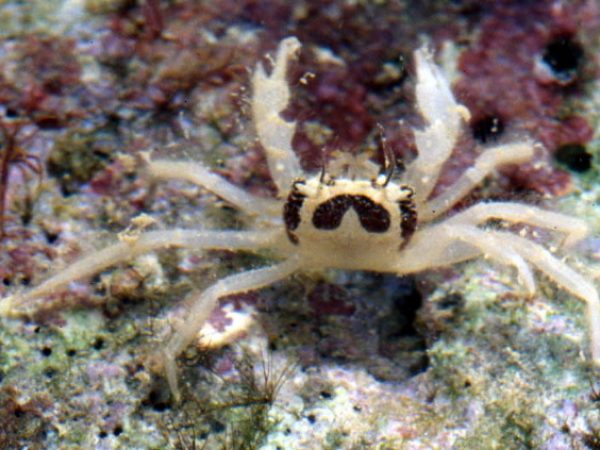 Viaderiana quadrispinosa Guam 814-17