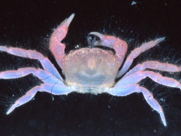 Viaderiana sp. 4 Guam 837-29