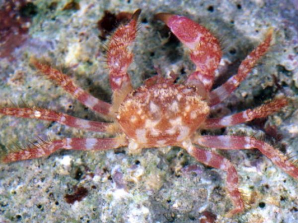 Viaderiana~ sp. 5 Guam 827-20