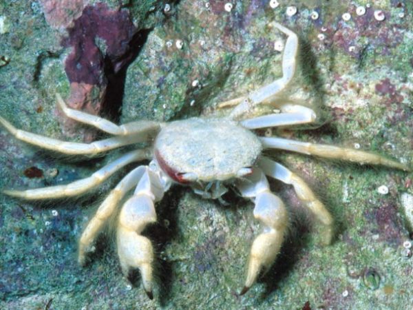 Viaderiana typica~ Guam 528-2