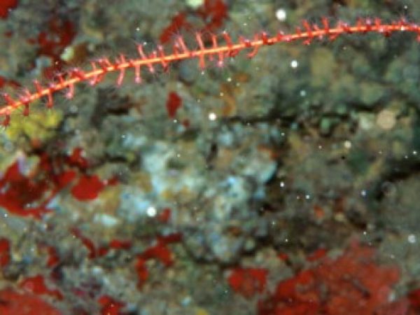 Viminella sp. 2 Guam 652-18