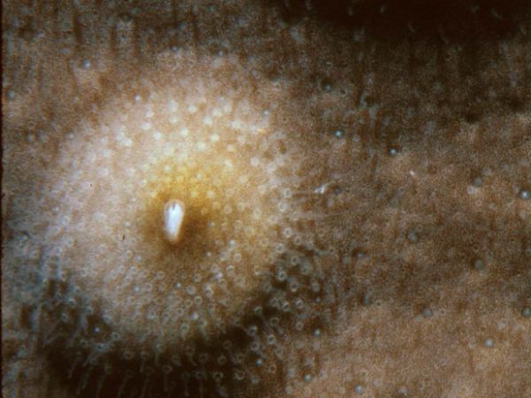 Wanella milleporum Guam 263-9