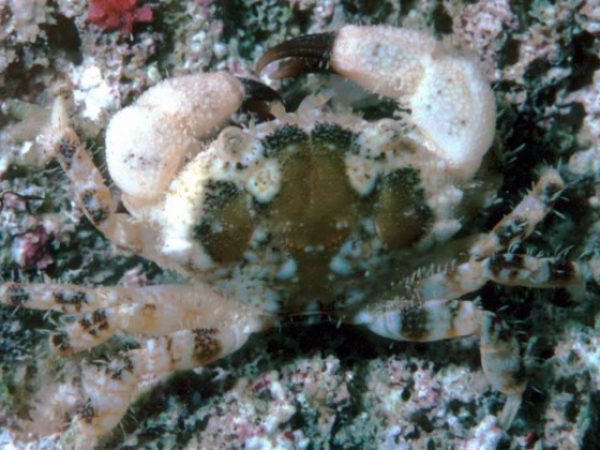 Xanthias lamarcki Guam 463-23