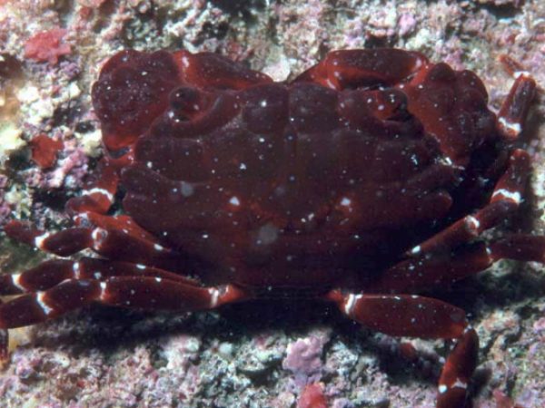 Xanthias latifrons Guam 456-19